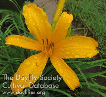 Daylily Aztec Gold